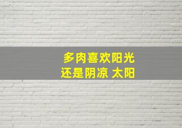 多肉喜欢阳光还是阴凉 太阳